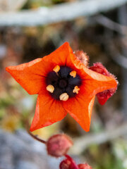 Drosera hyperostigma