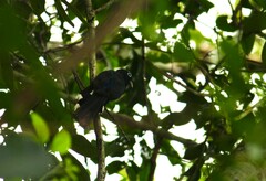 Trogon melanocephalus