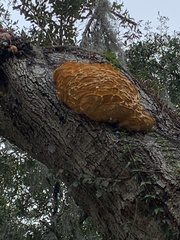 Laetiporus gilbertsonii