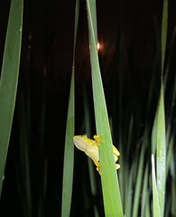 Hyperolius tuberilinguis