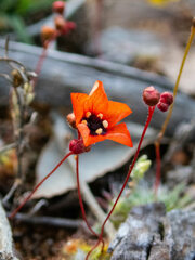 Drosera hyperostigma