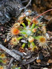 Drosera hyperostigma