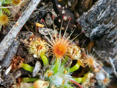 Drosera hyperostigma