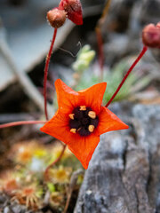 Drosera hyperostigma