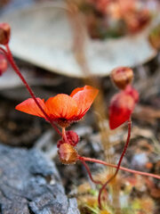 Drosera hyperostigma