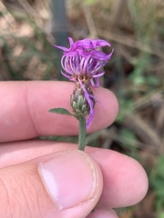 Centaurea nigrescens