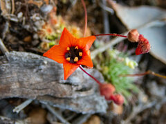 Drosera hyperostigma