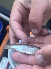 Notropis blennius