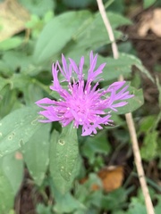 Centaurea nigrescens