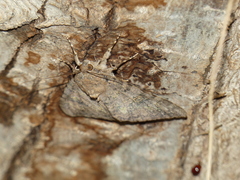 Catocala junctura
