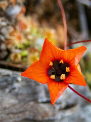 Drosera hyperostigma