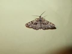 Peribatodes ilicaria