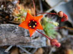 Drosera hyperostigma