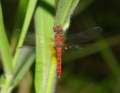 Aethriamanta nymphaeae