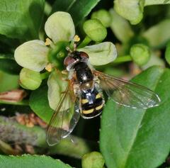 Epistrophella euchroma