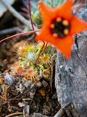 Drosera hyperostigma