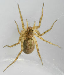 Pardosa mercurialis