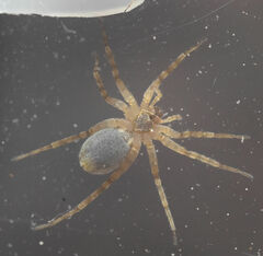Pardosa mercurialis