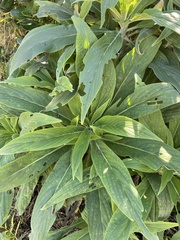 Echium candicans