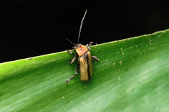 Discodon cinctum