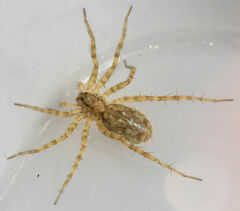 Pardosa mercurialis