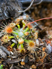 Drosera hyperostigma