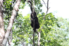 Alouatta pigra