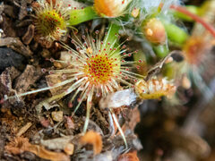 Drosera hyperostigma