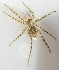 Pardosa mercurialis