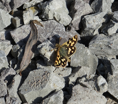 Carterocephalus argyrostigma