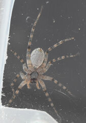 Pardosa mercurialis