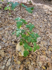 Caloboletus marshii