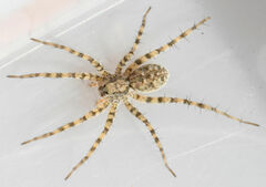 Pardosa mercurialis