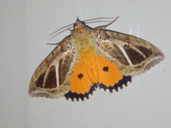 Eudocima materna