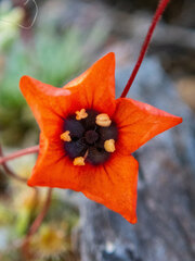 Drosera hyperostigma