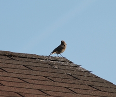 Phoenicurus ochruros gibraltariensis