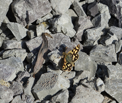 Carterocephalus argyrostigma