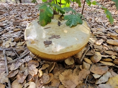 Caloboletus marshii