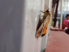 Eudocima materna