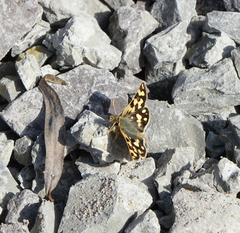 Carterocephalus argyrostigma