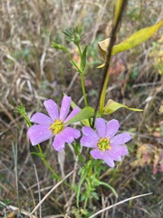 Sabatia kennedyana