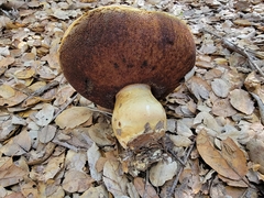 Caloboletus marshii