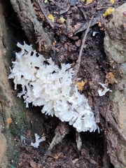 Tremella fuciformis
