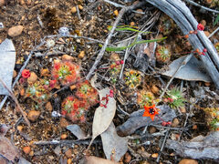 Drosera hyperostigma