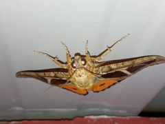 Eudocima materna