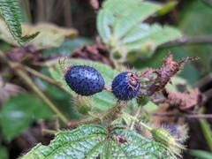 Miconia crenata