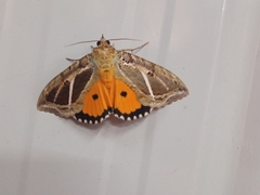 Eudocima materna