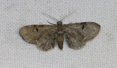 Eupithecia assimilata
