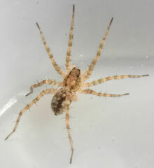Pardosa mercurialis