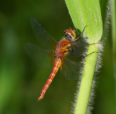 Aethriamanta nymphaeae